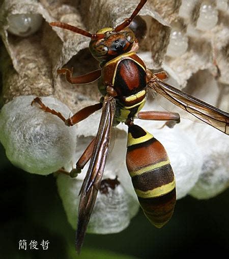 中長腳蜂|Polistes chinensis 